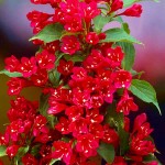 Old Fashioned Weigela (Weigela florida) | Flowering Plants