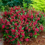 Old Fashioned Weigela (Weigela florida) | Flowering Plants
