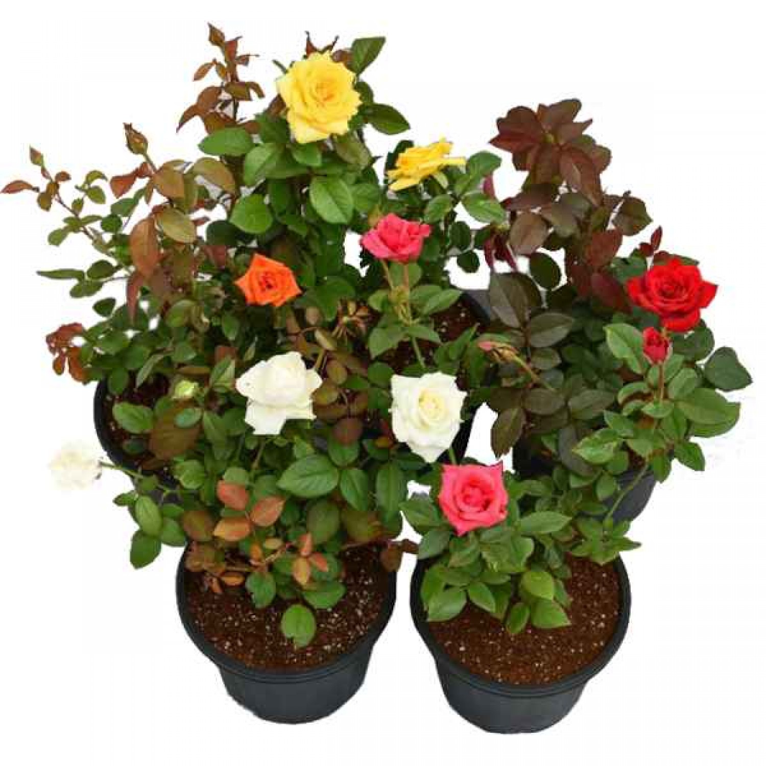 Rose Shrub (Rosa spp.) Plant in Pot - Potted Shrub Roses