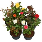 Rose Shrub (Rosa spp.) Plant in Pot - Potted Shrub Roses