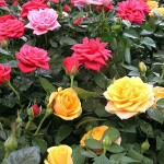 Rose Shrub (Rosa spp.) Plant in Pot - Potted Shrub Roses