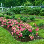 Rose Shrub (Rosa spp.) Plant in Pot - Potted Shrub Roses