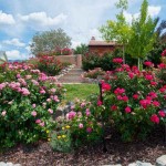 Rose Shrub (Rosa spp.) Plant in Pot - Potted Shrub Roses