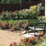 Rose Shrub (Rosa spp.) Plant in Pot - Potted Shrub Roses