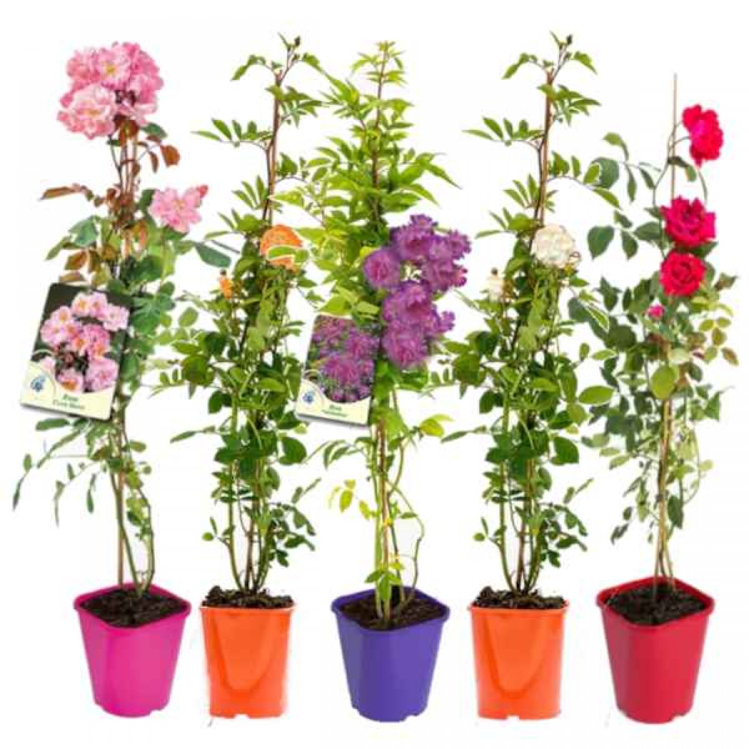 Climbing Rose (Rosa spp.) Plant in Pot - Potted Rose Climbers