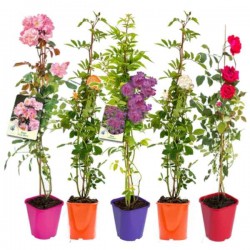 Climbing Rose (Rosa spp.) Plant in Pot Climbing Rose (Rosa spp.) Plant in Pot - Potted Rose Climbers