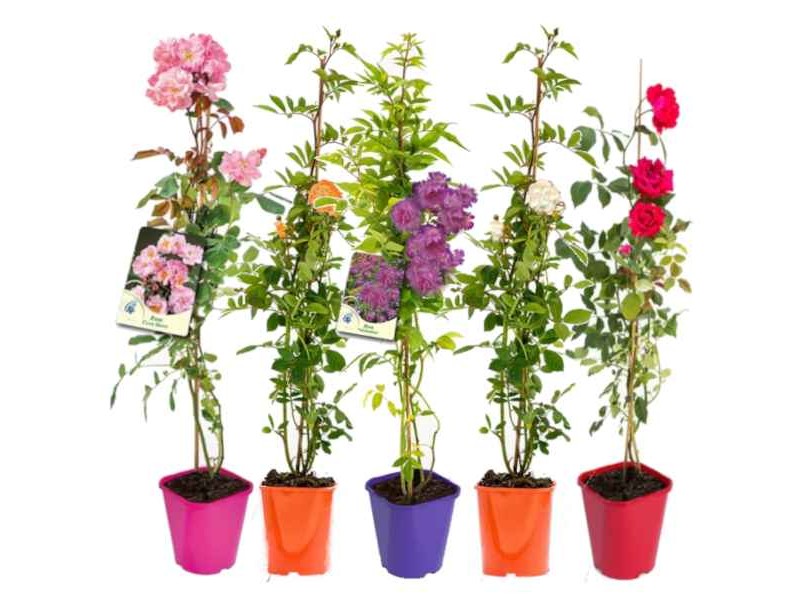 Climbing Rose (Rosa spp.) Plant in Pot