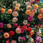 Climbing Rose (Rosa spp.) Plant in Pot - Potted Rose Climbers