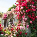Climbing Rose (Rosa spp.) Plant in Pot - Potted Rose Climbers