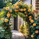 Climbing Rose (Rosa spp.) Plant in Pot - Potted Rose Climbers