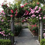 Climbing Rose (Rosa spp.) Plant in Pot - Potted Rose Climbers
