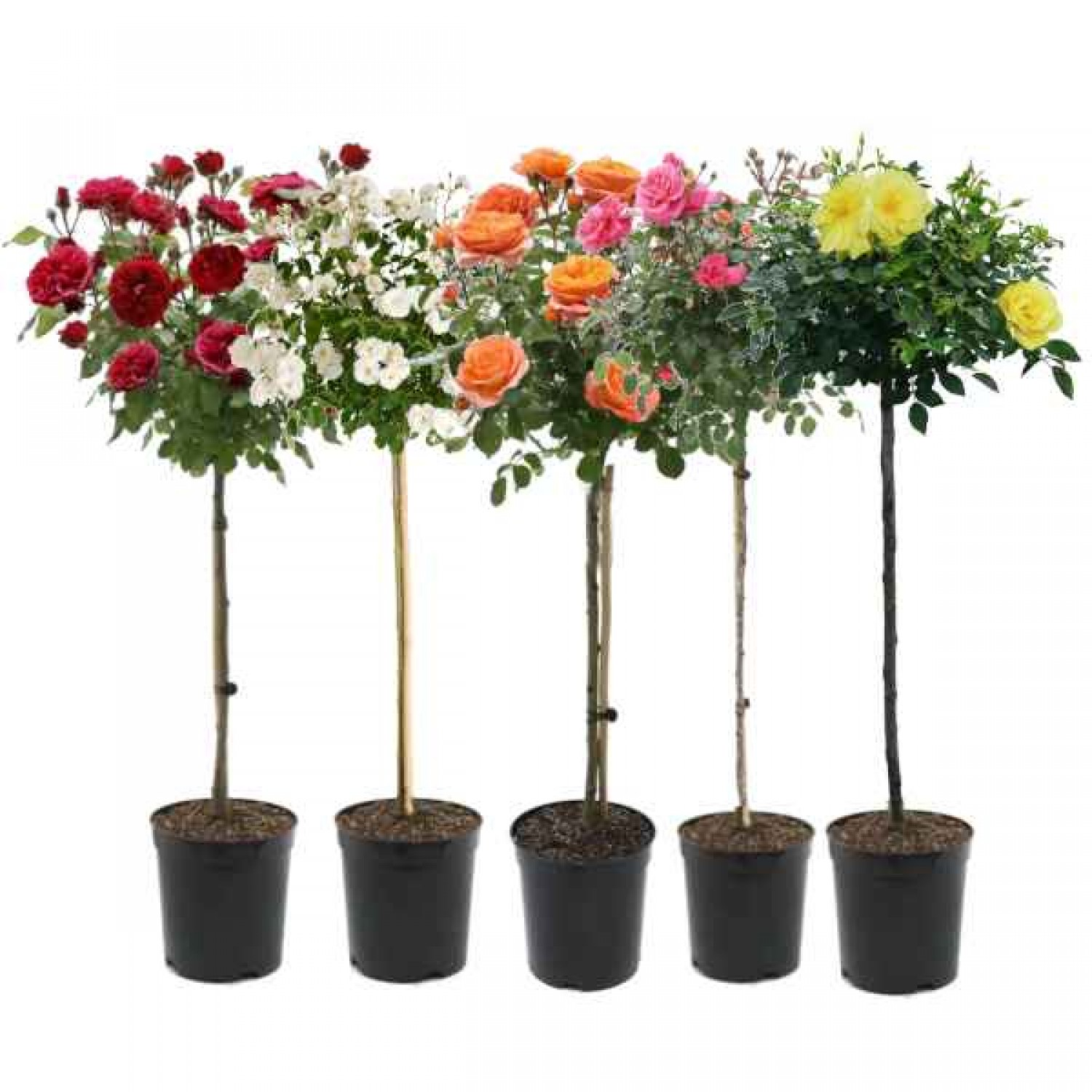 Rose Tree (Rosa spp.) Plant in Pot