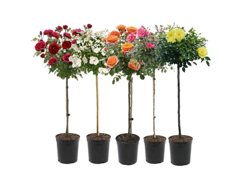 Rose Tree (Rosa spp.) Plant in Pot