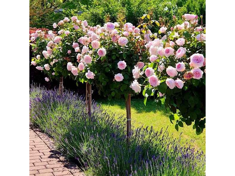 Rose Tree (Rosa spp.) Plant in Pot