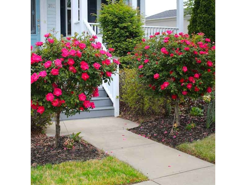 Rose Tree (Rosa spp.) Plant in Pot
