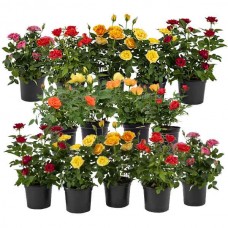Miniflora Rose (Rosa spp.) Plant in Pot - Potted Miniature & Miniflora Roses