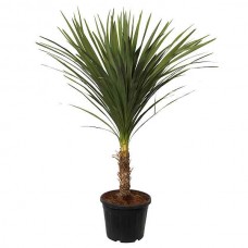 Bush Flax (Cordyline indivisa-syn. Dracaena indivisa) Plant - Tropical Ornamental Plants