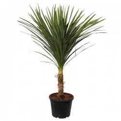 Bush Flax (Cordyline indivisa-syn. Dracaena indivisa) Plant Bush Flax (Cordyline indivisa-syn. Dracaena indivisa) Plant - Tropical Ornamental Plants