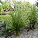 Bush Flax (Cordyline indivisa-syn. Dracaena indivisa) Plant - Tropical Ornamental Plants