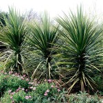 Bush Flax (Cordyline indivisa-syn. Dracaena indivisa) Plant - Tropical Ornamental Plants