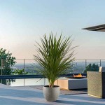 Bush Flax (Cordyline indivisa-syn. Dracaena indivisa) Plant - Tropical Ornamental Plants