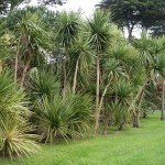 Bush Flax (Cordyline indivisa-syn. Dracaena indivisa) Plant - Tropical Ornamental Plants