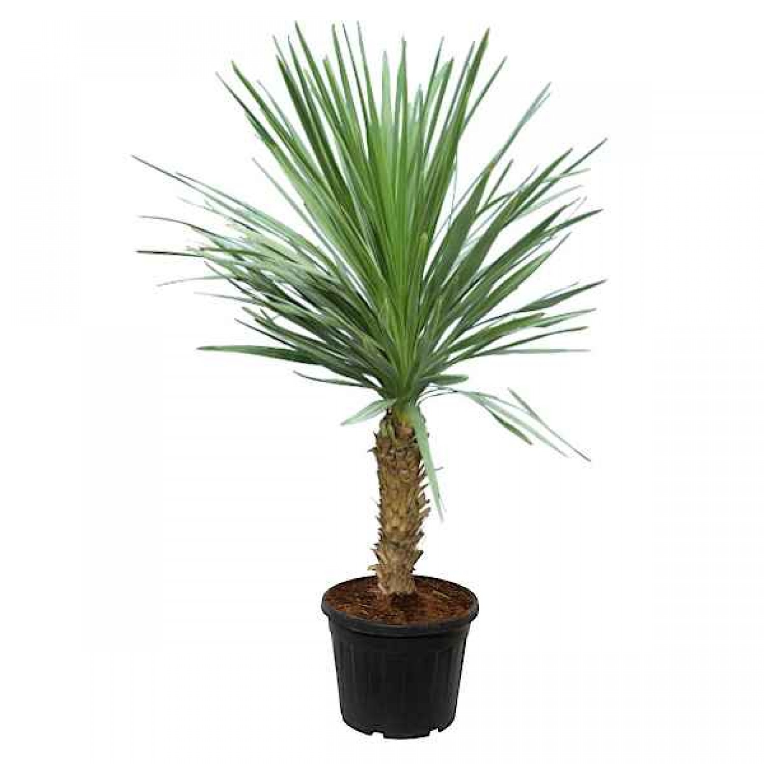 Cabbage Tree (Cordyline australis-syn. Dracaena australis) Plant - Tropical Ornamental Plants