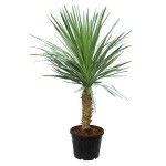 Cabbage Tree (Cordyline australis-syn. Dracaena australis) Plant - Tropical Ornamental Plants