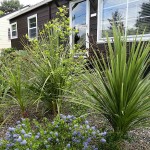 Cabbage Tree (Cordyline australis-syn. Dracaena australis) Plant - Tropical Ornamental Plants