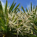 Cabbage Tree (Cordyline australis-syn. Dracaena australis) Plant - Tropical Ornamental Plants