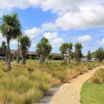 Cabbage Tree (Cordyline australis-syn. Dracaena australis) Plant - Tropical Ornamental Plants