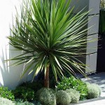 Cabbage Tree (Cordyline australis-syn. Dracaena australis) Plant - Tropical Ornamental Plants