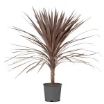 Purple Cabbage Tree (Cordyline australis 'Atropurpurea') Plant - Tropical Ornamental Plants