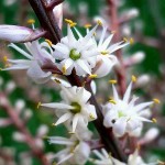 Purple Cabbage Tree (Cordyline australis 'Atropurpurea') Plant - Tropical Ornamental Plants