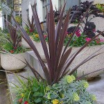 Purple Cabbage Tree (Cordyline australis 'Atropurpurea') Plant - Tropical Ornamental Plants