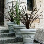 Purple Cabbage Tree (Cordyline australis 'Atropurpurea') Plant - Tropical Ornamental Plants