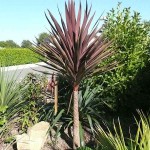 Purple Cabbage Tree (Cordyline australis 'Atropurpurea') Plant - Tropical Ornamental Plants