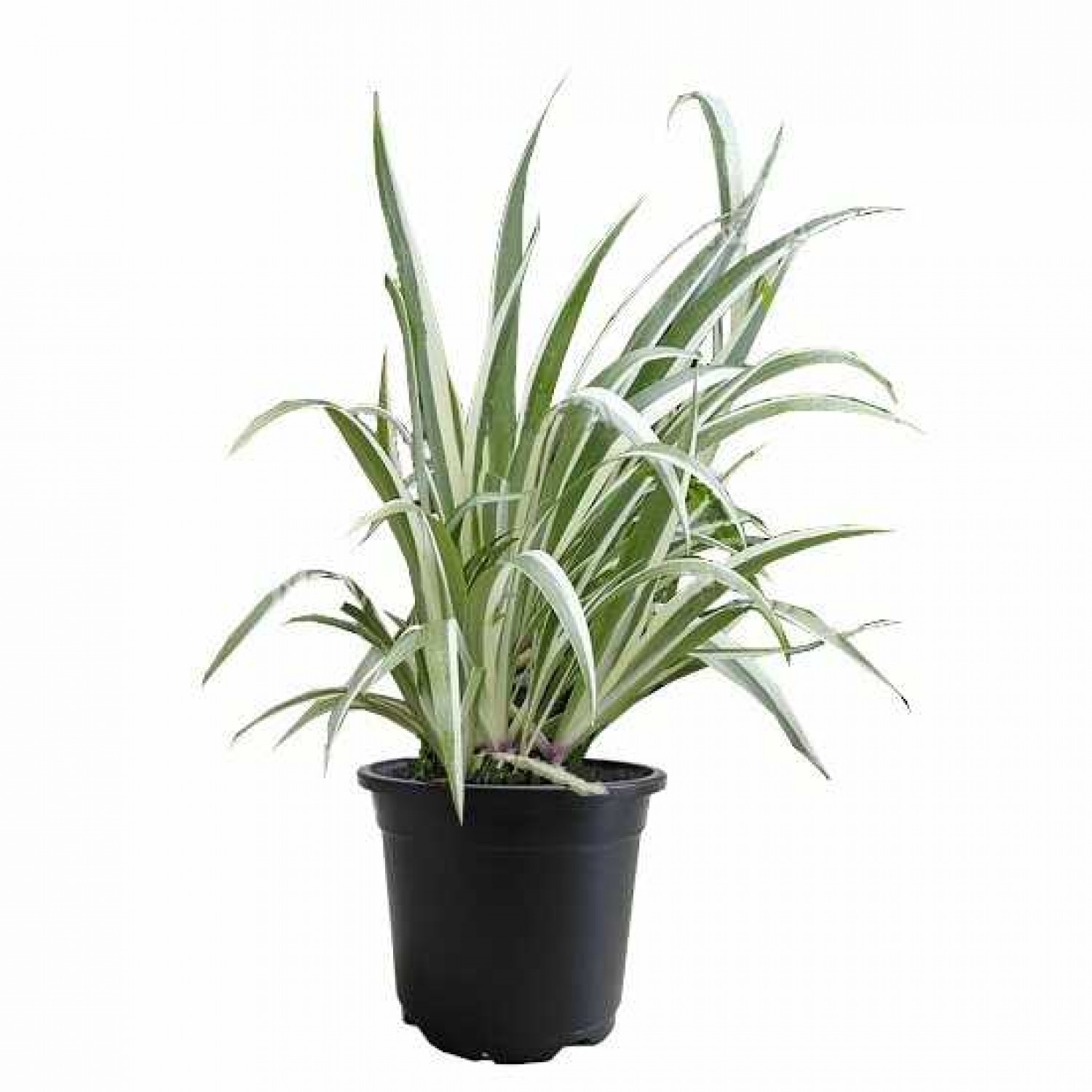 Variegated Sweet Flag-Acorus calamus Variegatus Plant