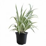 Variegated Sweet Flag-Acorus calamus Variegatus Plant