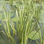 Variegated Sweet Flag-Acorus calamus Variegatus Plant