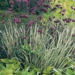 Variegated Sweet Flag-Acorus calamus Variegatus Plant