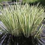 Variegated Sweet Flag-Acorus calamus Variegatus Plant
