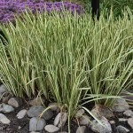 Variegated Sweet Flag-Acorus calamus Variegatus Plant