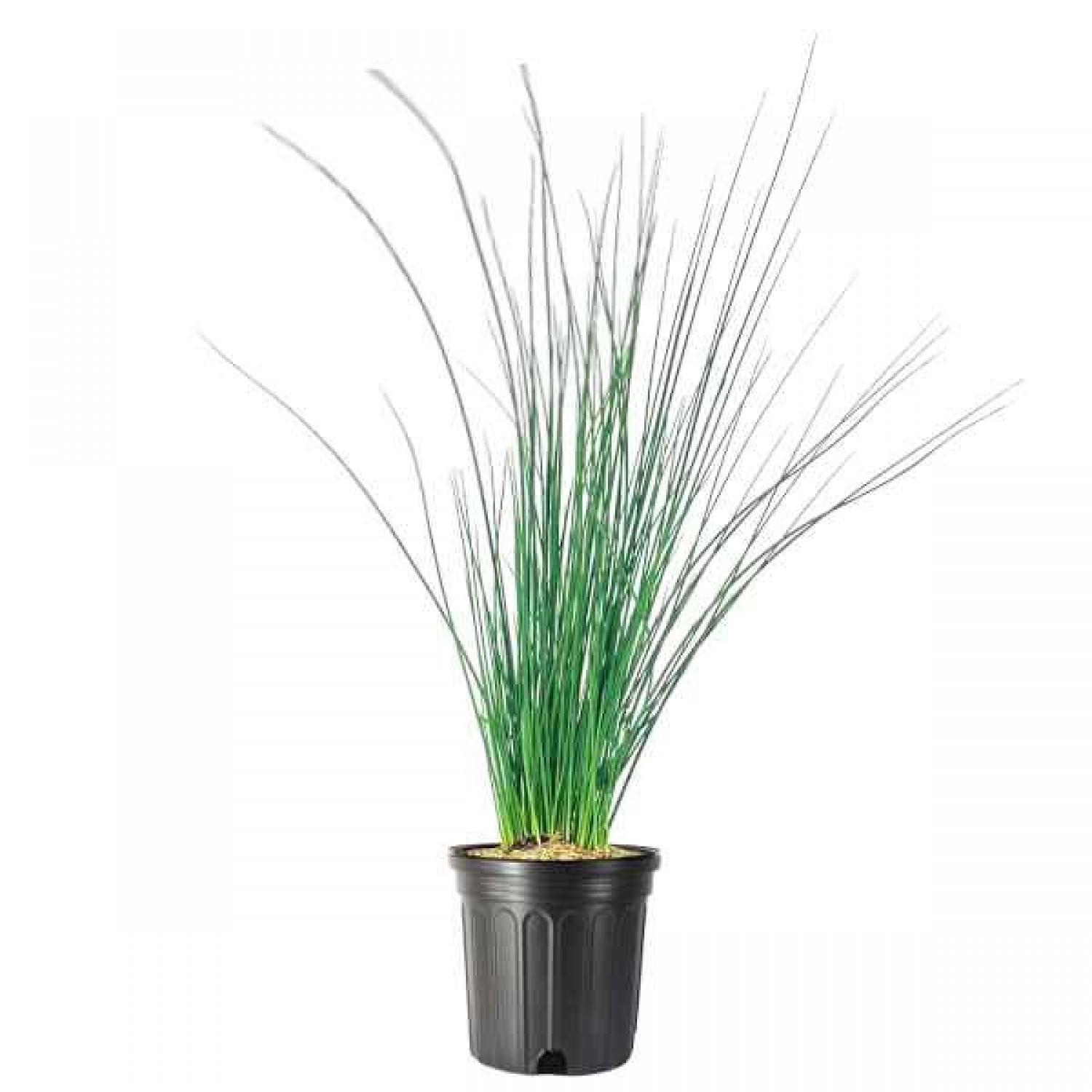 Hard Rush (Juncus inflexus) Plant in Pot - Aquatic, Pond & Wetland Plants