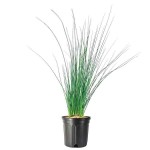 Hard Rush (Juncus inflexus) Plant in Pot - Aquatic, Pond & Wetland Plants