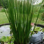 Hard Rush (Juncus inflexus) Plant in Pot - Aquatic, Pond & Wetland Plants
