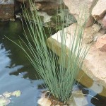 Hard Rush (Juncus inflexus) Plant in Pot - Aquatic, Pond & Wetland Plants