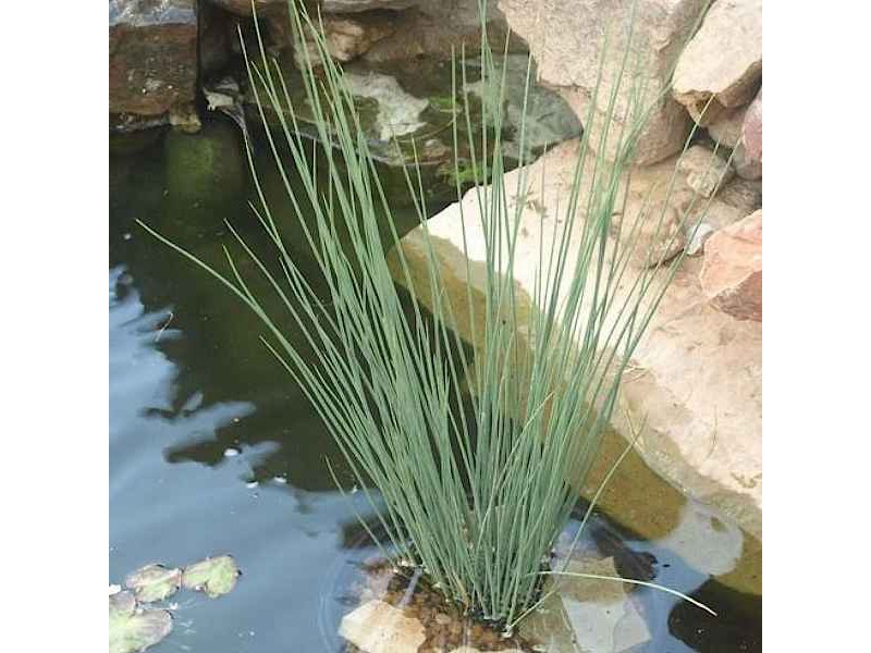Juncus Inflexus Hard Rush