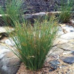 Hard Rush (Juncus inflexus) Plant in Pot - Aquatic, Pond & Wetland Plants