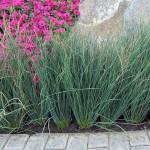 Hard Rush (Juncus inflexus) Plant in Pot - Aquatic, Pond & Wetland Plants